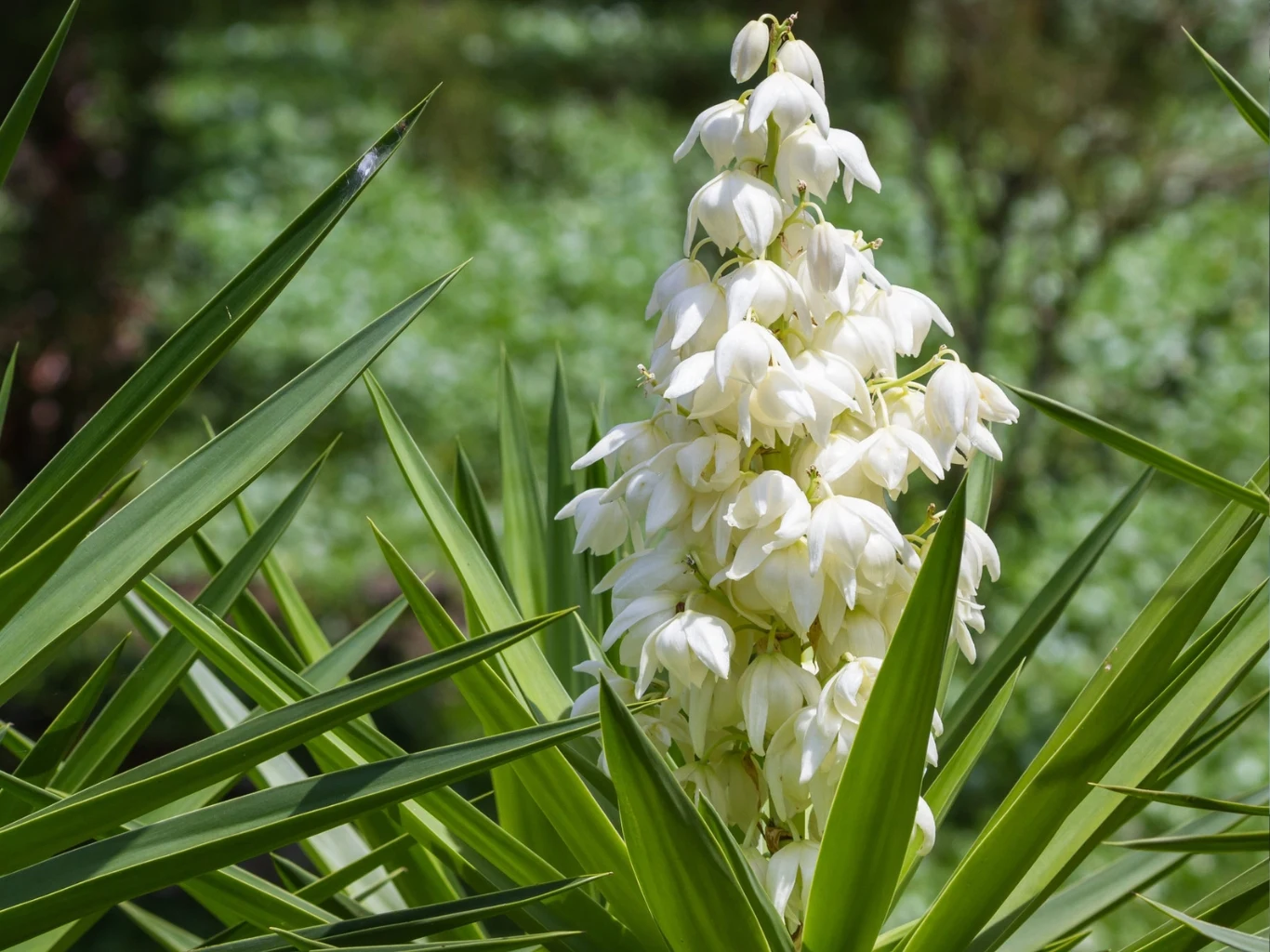 białe, dzwonkowate kwiaty juki osadzone na wysokim, pionowym pędzie otoczonym przez ostre, sztywne zielone liście