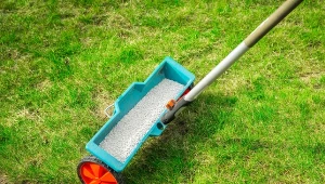 Trawnik będzie soczyście zielony. Podsyp, gdy zakwitnie forsycja