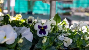 Idzie ochłodzenie. Zrób to z bratkami, aby nie zmarniały