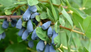 Przytnij, potem solidnie podsyp. Jagoda kamczacka obrodzi podwójnie