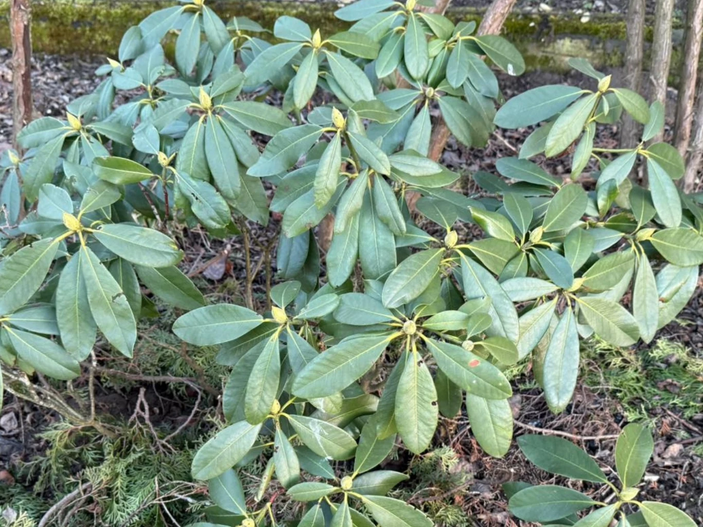 Krzew rododendronu z ciemnozielonymi, podłużnymi liśćmi oraz licznymi żółtawymi pąkami. 
