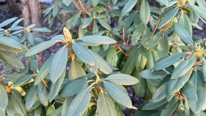 Wczesną wiosną możesz zabrać się za rozmnażanie rododendrona poprzez odkłady. 