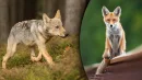 Okazuje się, że lisy potrafią zapolować nawet na małe wilki
