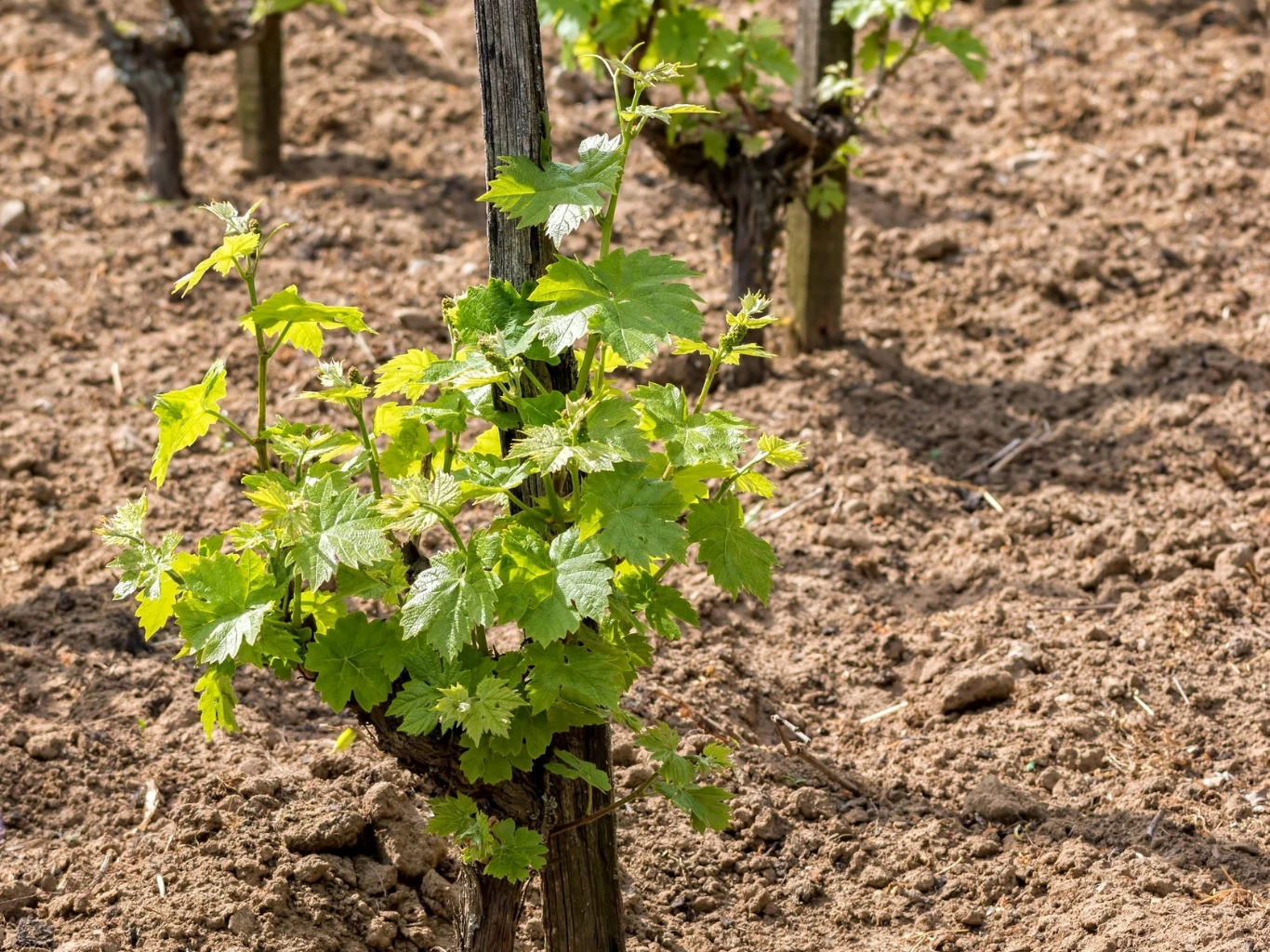 Sadzenie winorośli powinno zostać poprzedzone wyborem odpowiedniej odmiany. Młoda winorośl owinięta wokół drewnianego palika na suchej ziemi, w tle rzędy winorośli.
