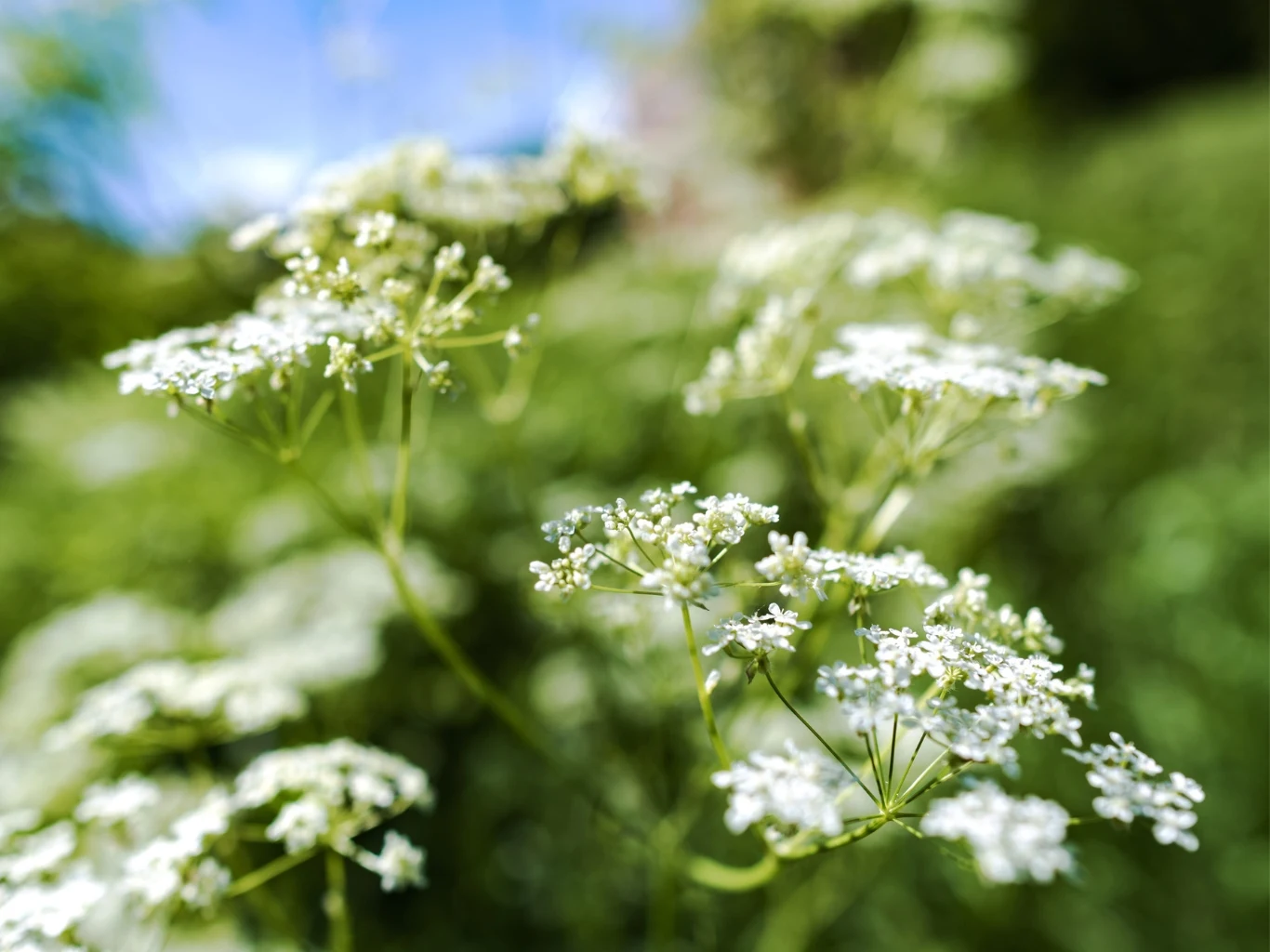 Drobne, białe kwiaty o delikatnych baldachach na tle rozmytej zieleni, kontrastujące z intensywnym światłem słonecznym.