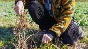 Zapomnij o uciążliwym pieleniu. Chwasty same przestaną rosnąć