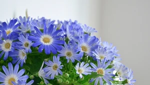 Kolorowe i radosne jak bratki. Postaw na wielkanocnym stole