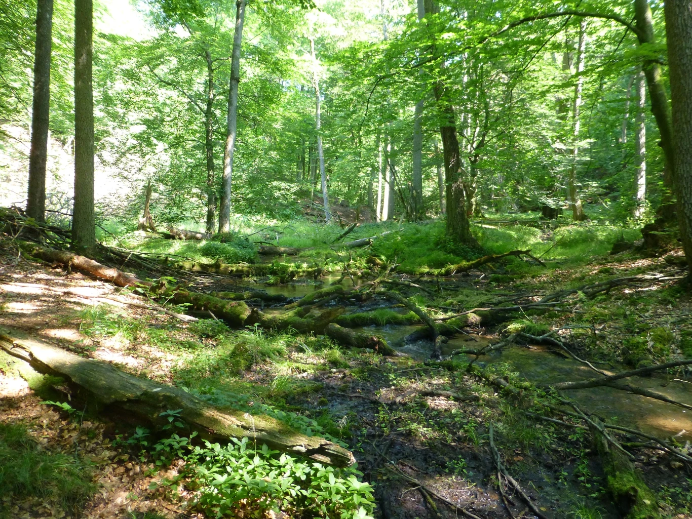 Rezerwat Diabli Skok to jeden z najstarszych i najciekawszych obiektów w Wielkopolsce. Rezerwat Diabli Skok to jeden z najstarszych i najciekawszych obiektów w Wielkopolsce.