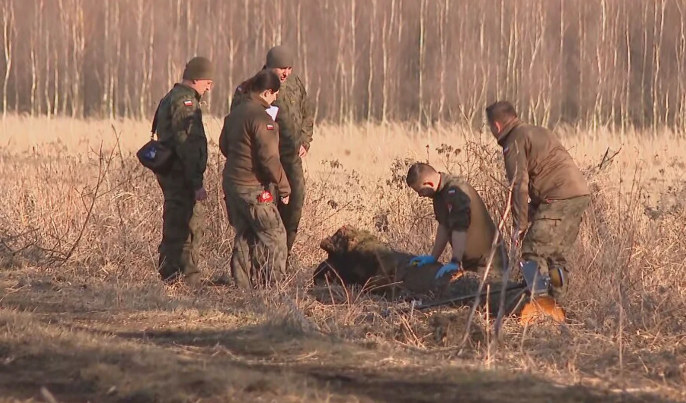 Grupa umundurowanych osób w lesie otacza leżące zwierzę, najprawdopodobniej żubra, jedna z osób klęczy przy jego głowie, reszta obserwuje sytuację.