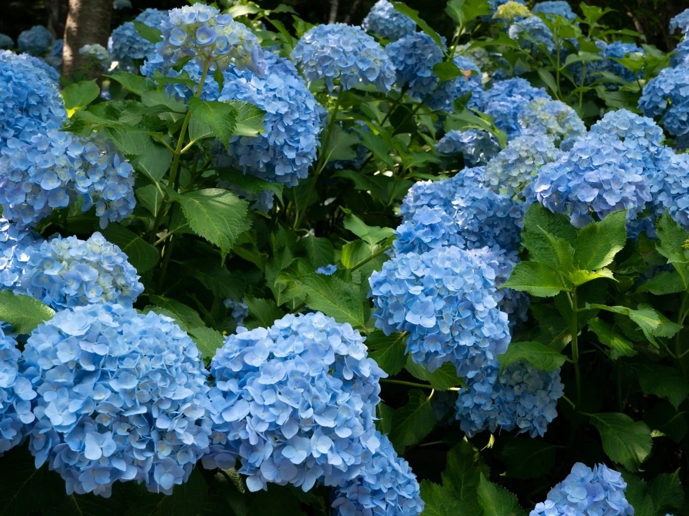 Nawóz z fusów z kawy przyczyni się zmiany zabarwienia kwiatów hortensji na niebieski gęste skupisko niebieskich hortensji z dużymi, kulistymi kwiatostanami otoczonymi zielonymi liśćmi