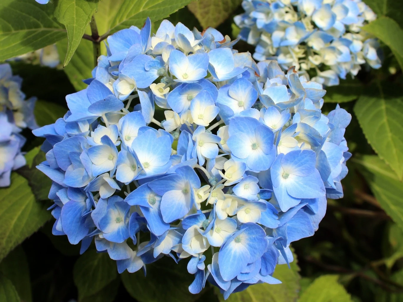 Jak stworzyć domowy nawóz, który poprawi kwitnienie hortensji? Intensywnie niebieska hortensja z drobnymi białymi akcentami pośród zielonych liści, przykład efektów nawożenia.
