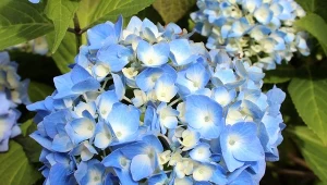 Jak stworzyć domowy nawóz, który poprawi kwitnienie hortensji?
