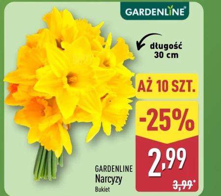 Нарцис Gardenline