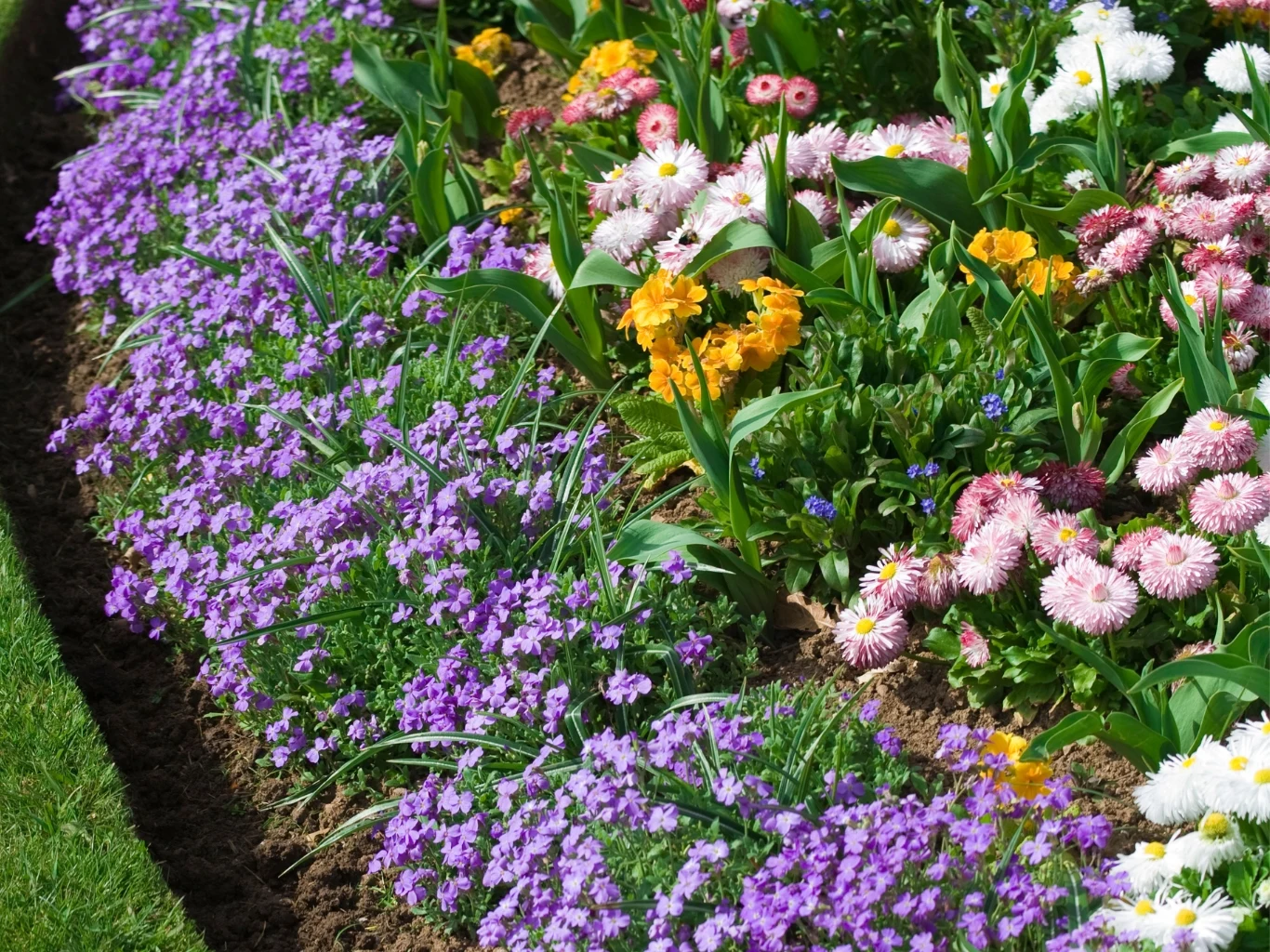 Rabata wypełniona różnokolorowymi kwiatami i roślinami okrywowymi.