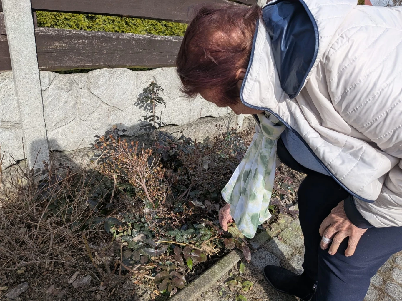 Jak zatrzymać rozwój chwastów, by nie trzeba było pielić? Starsza kobieta pieli grządki w ogrodzie.