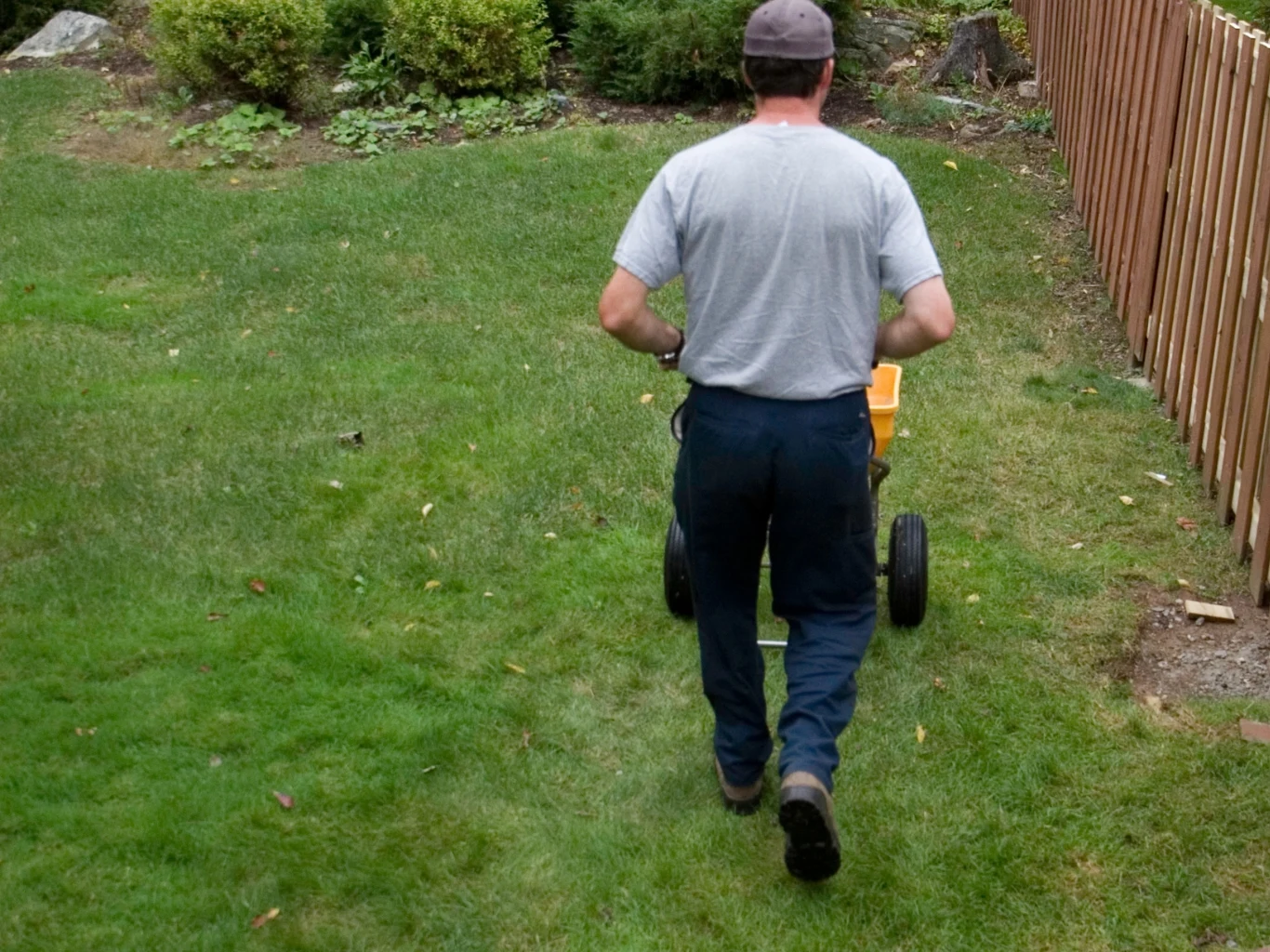 Kiedy wykonać pierwsze wiosenne nawożenie trawy? Mężczyzna nawozi trawnik, prowadząc ręczny rozsiewacz przy ogrodzeniu i krzewach, wczesną wiosną.