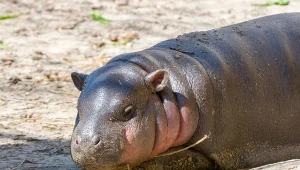 Młody hipopotamek karłowaty. To zwierzę żyje w lasach