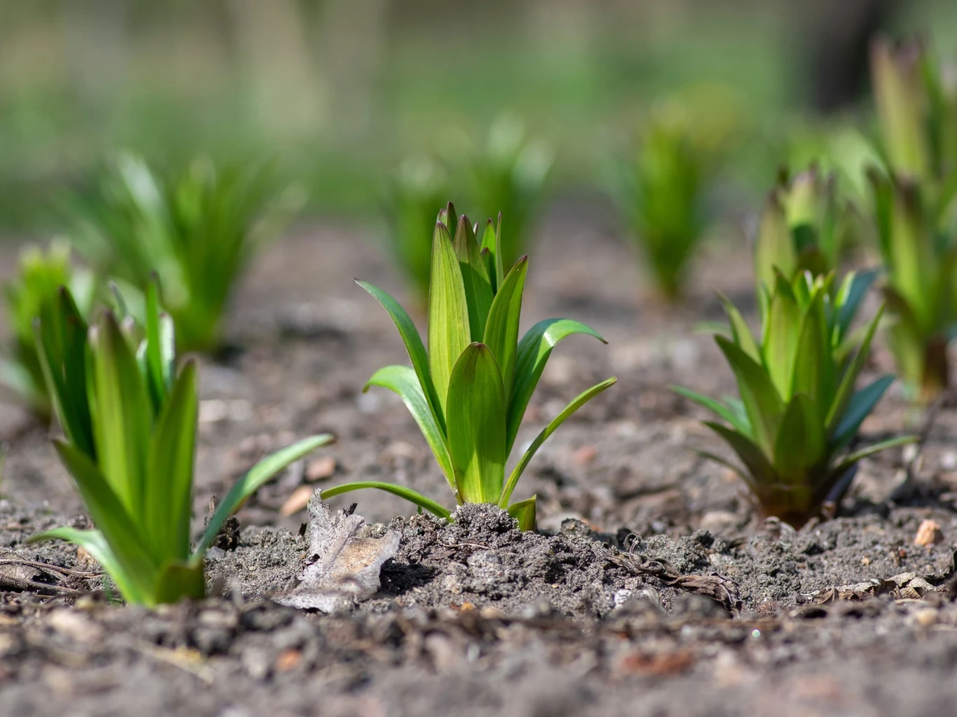 Kiedy lilie kiełkują, potrzebują wsparcia. Wyjaśniamy, jak o nie zadbać. Młode pędy lilii wyrastające z ziemi na wilgotnej, żyznej glebie, skupione w kępach.
