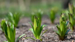 Podsypuj kiełkujące lilie. W tym roku będą kwitły jak w bajce