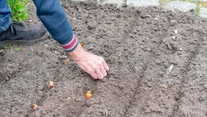 Poznaj metodę “pół centymetra”. Cebula będzie dorodna i nie zakwitnie