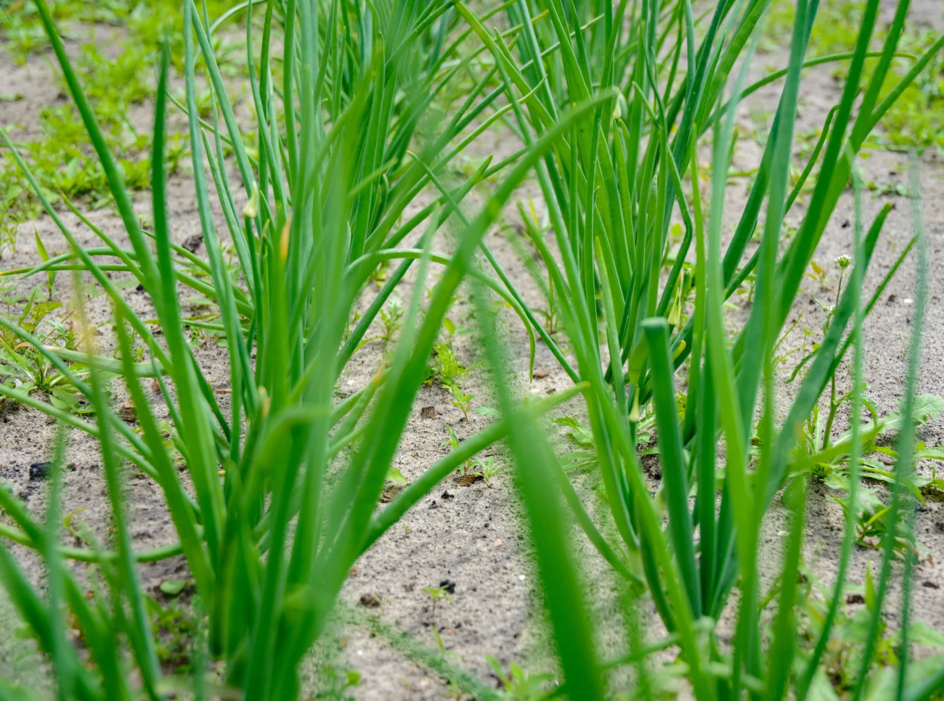 zielone pędy cebuli wyrastające z ziemi na grządkach ogrodowych, na glebie widoczne sporadyczne chwasty
