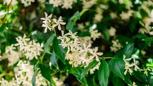 Odmieni balkon na całe lato. Gęsty, pachnie jak marzenie i nie gubi liści