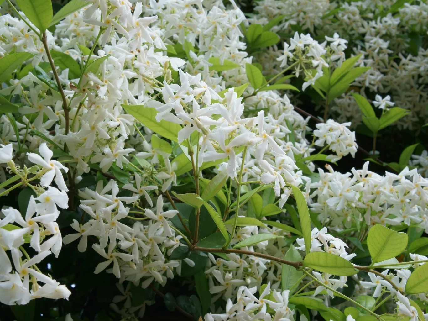 gęste skupisko biało kwitnącego jaśminu gwiazdkowego z licznymi drobnymi, gwiazdkowatymi kwiatami i soczyście zielonymi liśćmi
