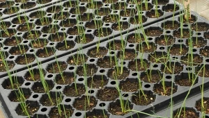 Co daje przycinanie siewek pora?