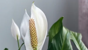 Wrzuć do wody i podlewaj skrzydłokwiat. Będzie cały w pąkach 