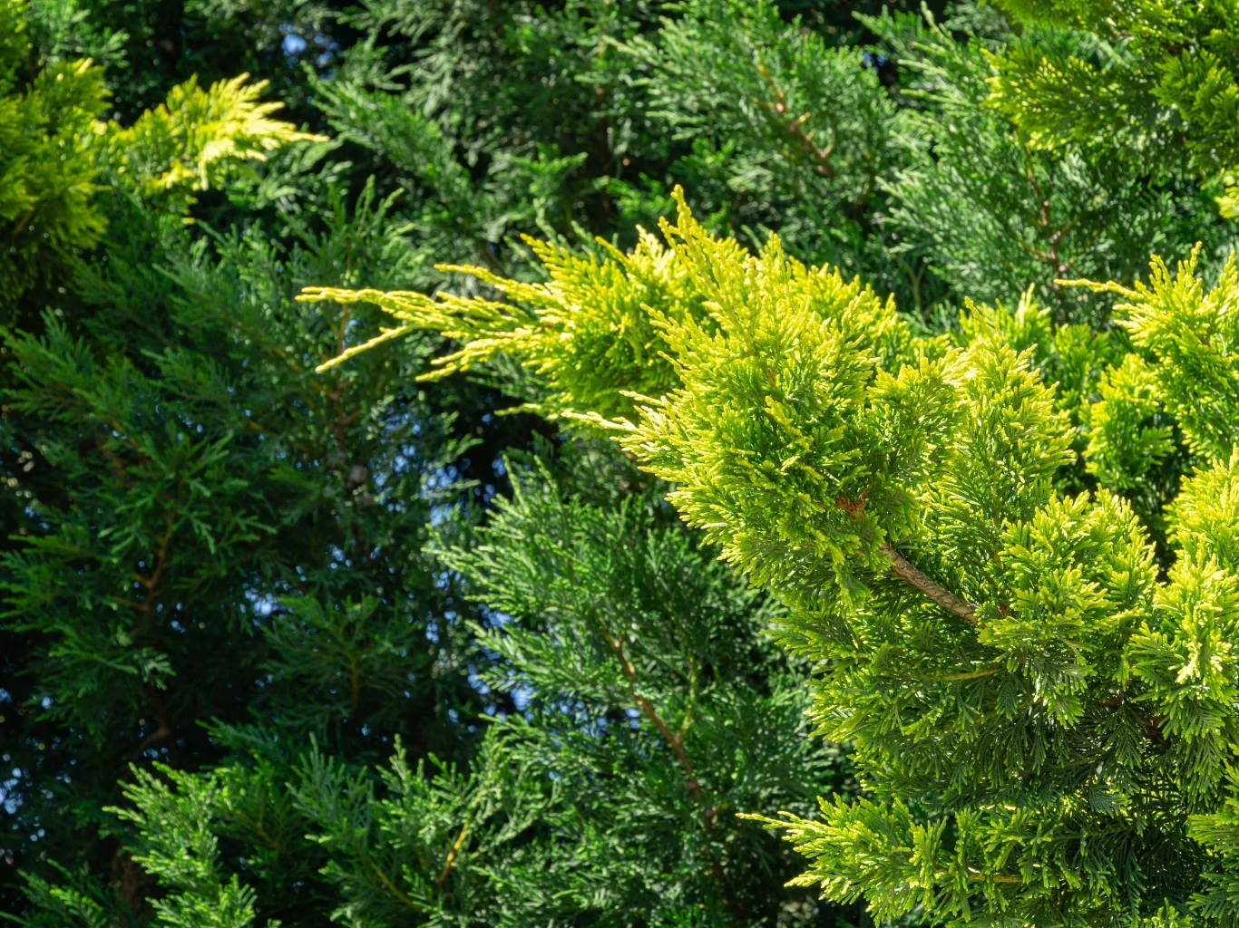 Gałąź żywotnika o jasnozielonych, świeżych końcówkach wyróżniających się na tle ciemniejszego igliwia reszty drzewa.