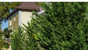 Lepszy od tui. W urośnie nawet metr w rok i gęsto osłania przed sąsiadami