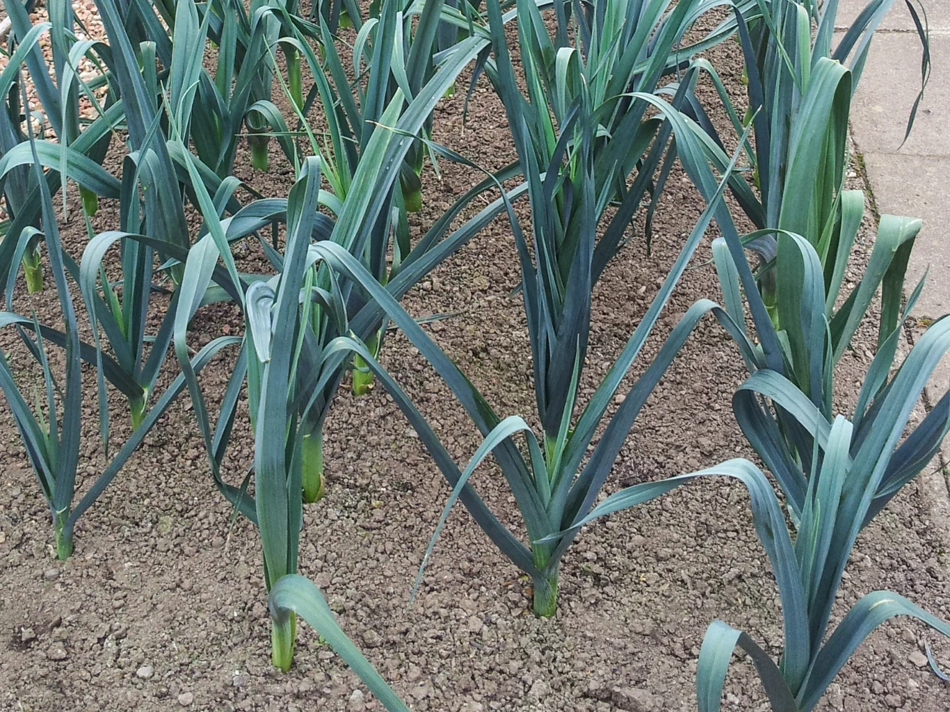 Dojrzałe, zdrowe pory w ogrodzie