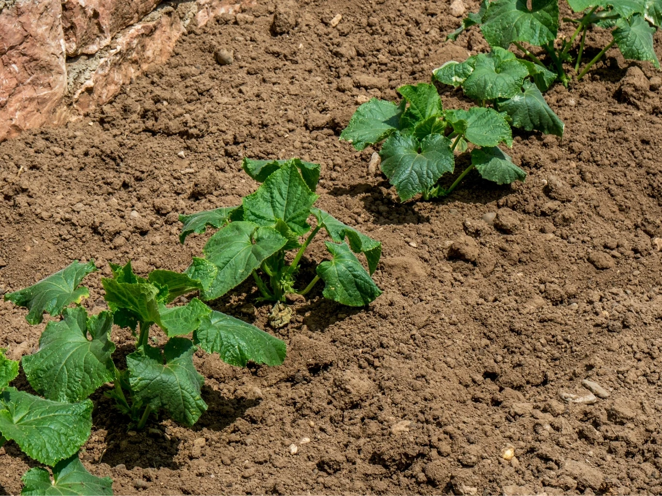 Rząd młodych sadzonek ogórków, rosnących w uprawionej, wilgotnej ziemi ogrodowej.