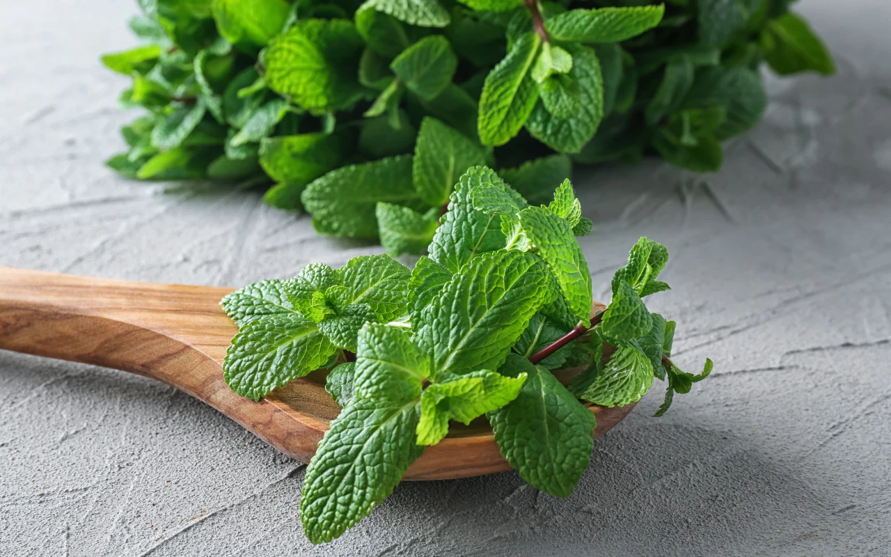 świeże gałązki mięty ułożone na drewnianej łyżce, w tle większa wiązka ziół na szarej powierzchni