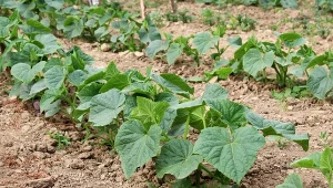 Nowe odmiany ogórków zatwierdzone. Do uprawy w gruncie i tunelach