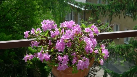 Na zacienionym balkonie czy w ogrodzie wiele roślin będzie rosło gorzej. Dla azalii japońskiej są to jednak warunki idealne.