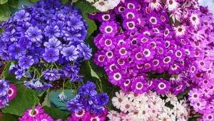 Kolorowe i radosne jak bratki. Postaw na wielkanocnym stole 