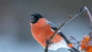 Gil jest nie do pomylenia z żadnym innym ptakiem w Polsce