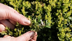 Zapomnisz co to ćma bukszpanowa. Krzewy będą gęste i zielone