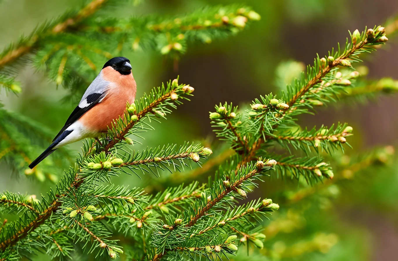 dzwoniec z charakterystycznym różowym brzuchem i czarną głową siedzi na gałęzi zielonego świerku, otoczony młodymi, jasnozielonymi pędami