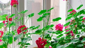 Jak pobudzić pelargonie do kwitnienia?
