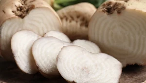 Co warto wiedzieć o "Śnieżnej Kuli"?