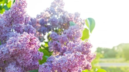 Lilak można sadzić już w marcu. 