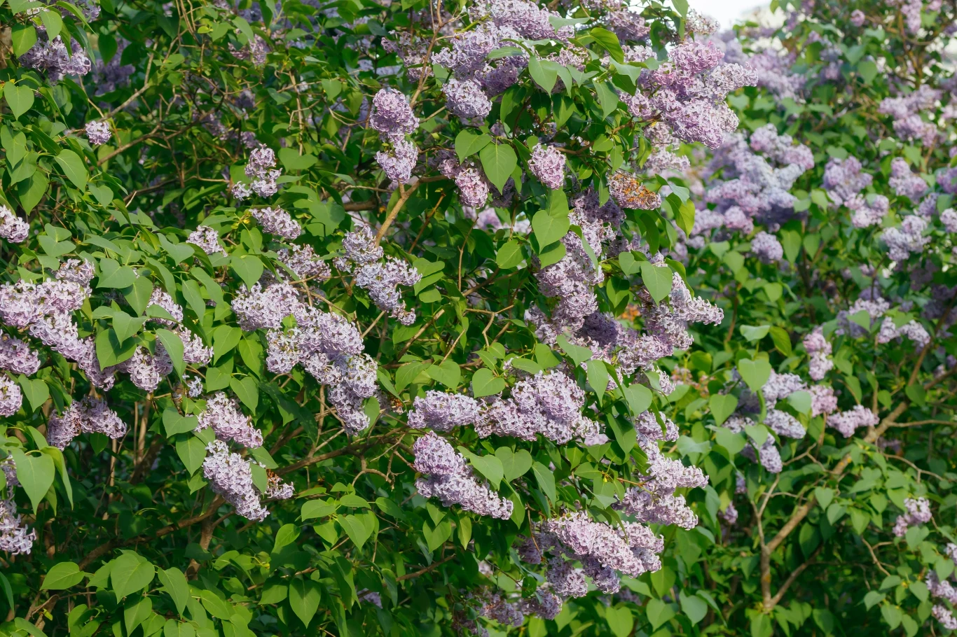 gęste krzewy bzu obsypane licznymi, jasnofioletowymi kwiatami wśród zielonych liści