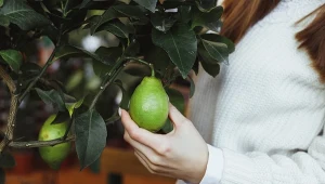 Cytrynę można uprawiać w domu z pestki