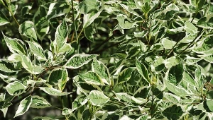 Żywopłot z derenia białego nigdy nie jest nudny.