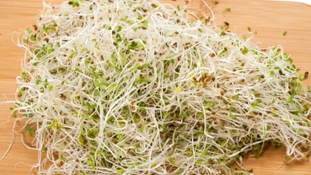 Jak wyhodować kiełki na święta?