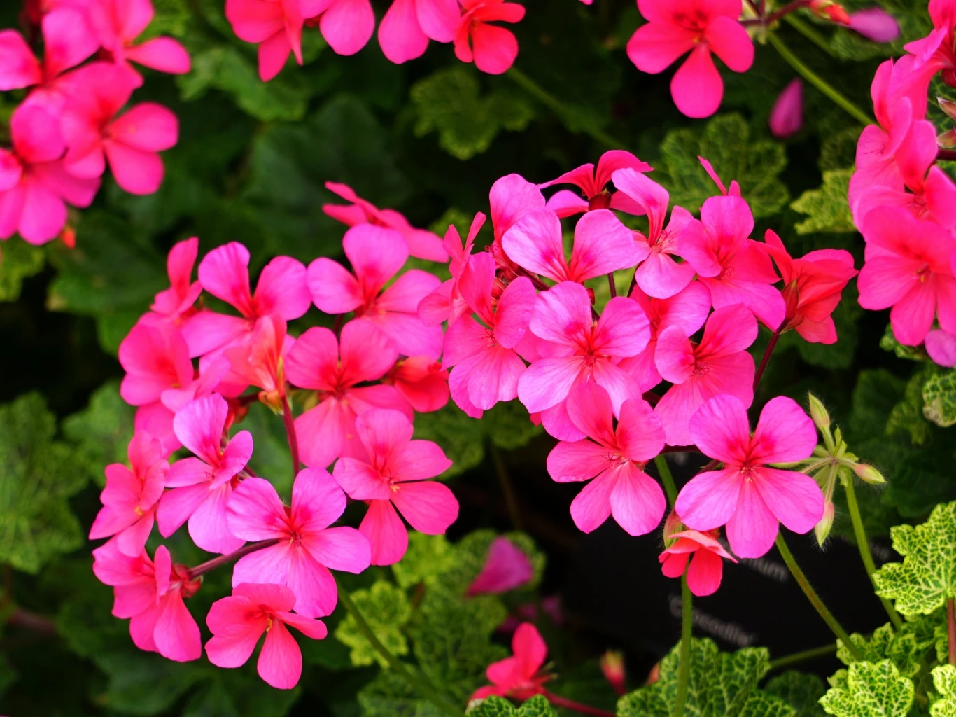 Różowe kwiaty pelargonii otoczone zielonymi liśćmi.