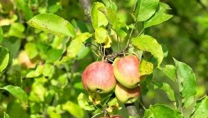 Zapomnij o opryskach. Powieś to na drzewie i ciesz się zdrowymi owocami 