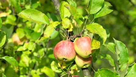 Jak pozbyć się szkodników z sadu?